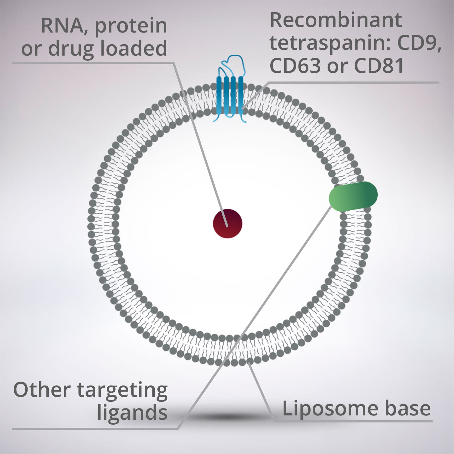 Exosomes illustration